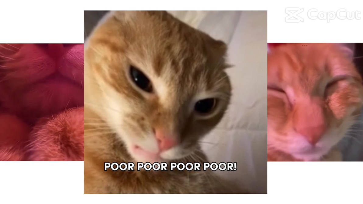 Gay Gay Gay Gay By Polypocketm On Deviantart