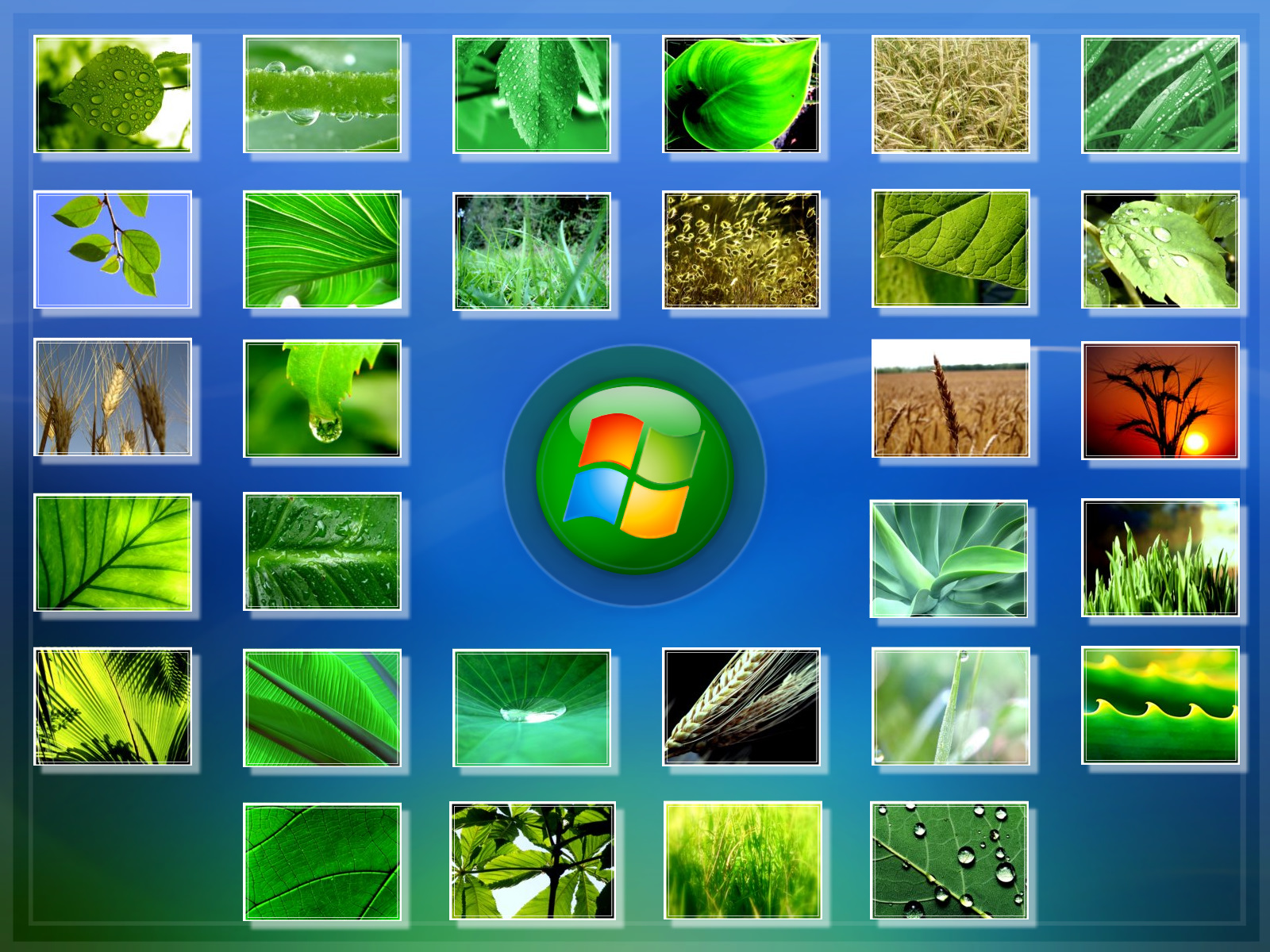 Vplants Ru Интернет Магазин Растений