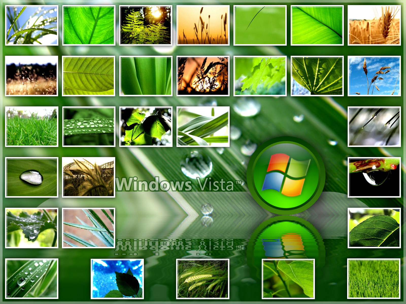 Vplants Ru Интернет Магазин Растений