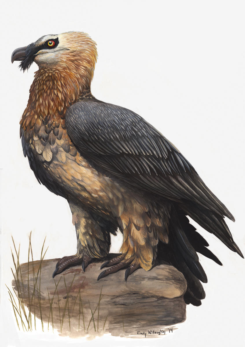 bearded vulture