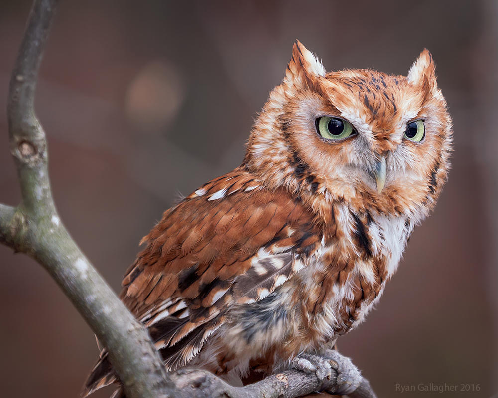 Screech owl,brown owl red eastern screech owl