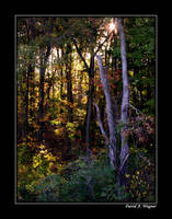 enchanted forest ii by david-a-wagner