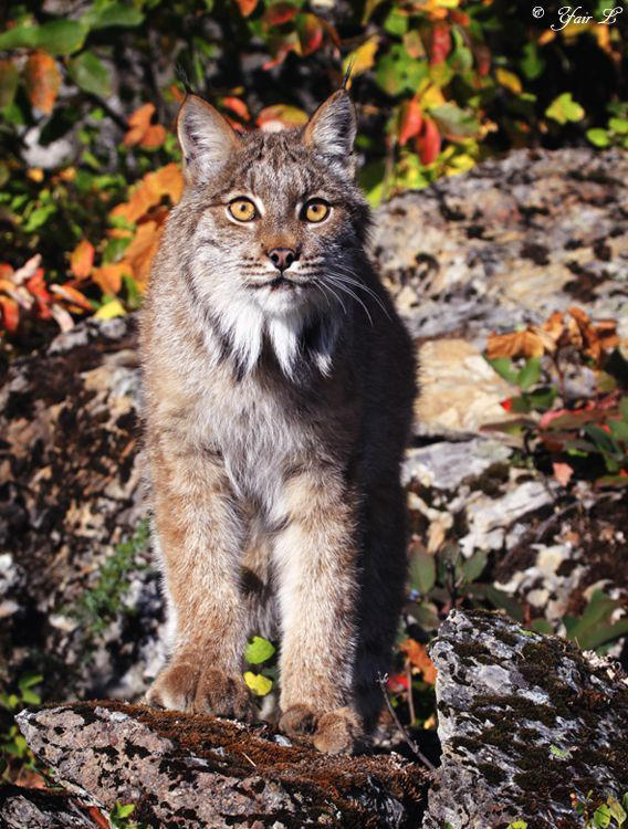 canadian lynx