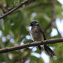 Grey Fantail