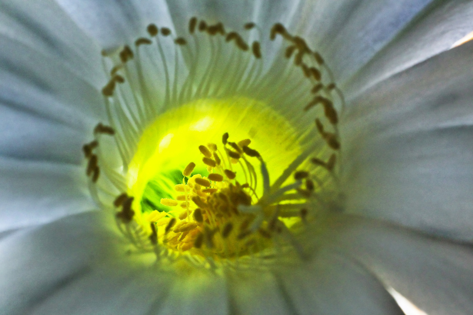 cactus flower