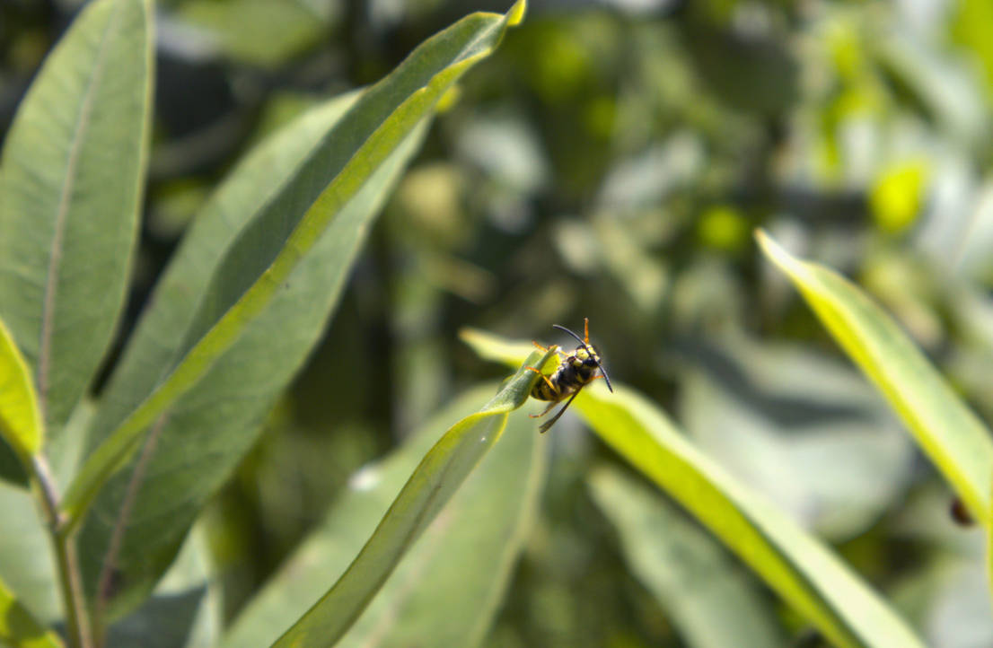 Waving Wasp by NBWildlife on DeviantArt