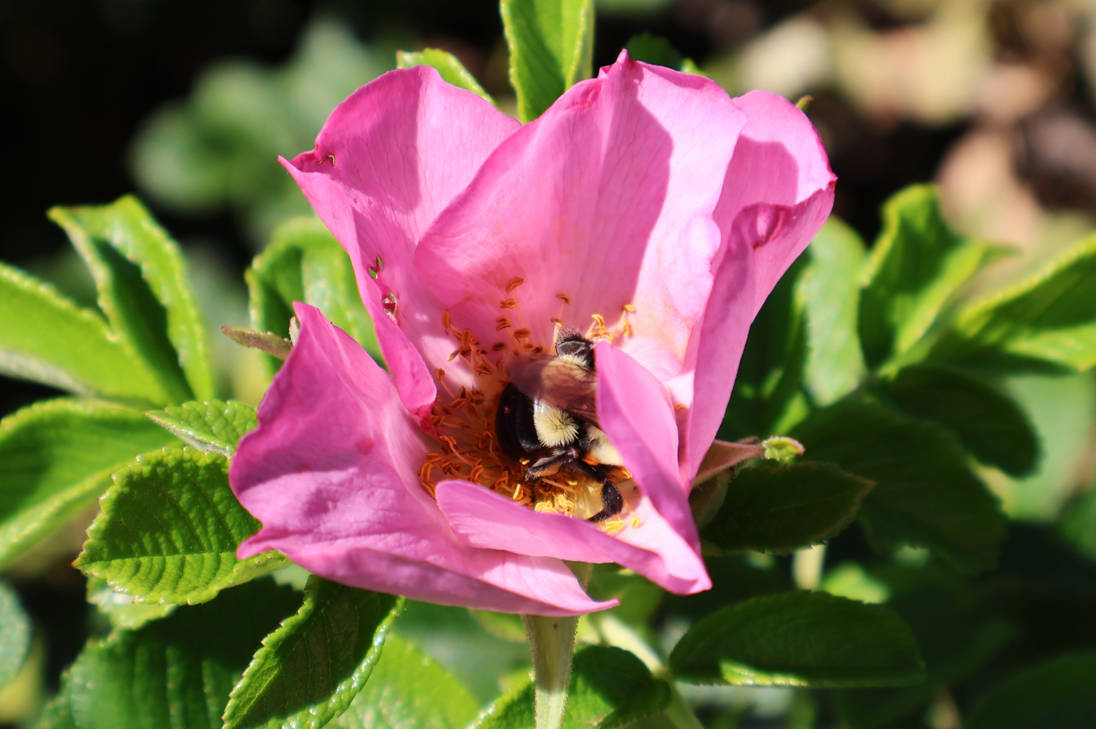 Soluting Bee Hidden Bee by NBWildlife on DeviantArt