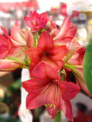 Amaryllis