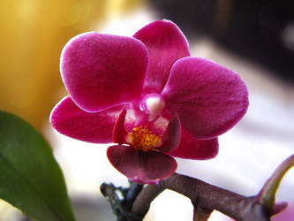 Tiny Orchid