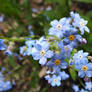 Little Blue Posies