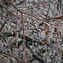 Crabapples on Ice