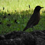 Robin on a Tree Root