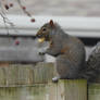 11/29/2022...Squirrel with Peanut