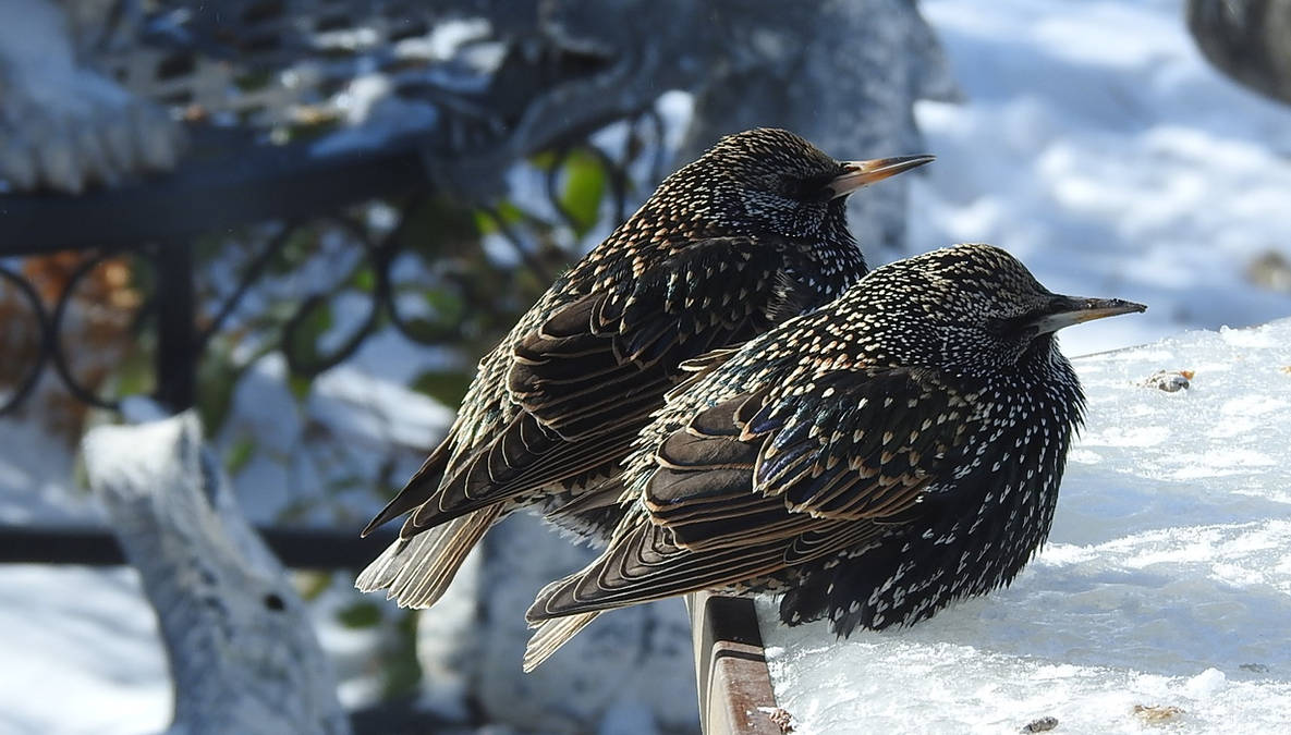 Rust Starlings Starlings by A-Separate-Reality on DeviantArt