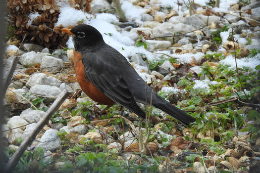 American Robin