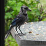 Caught in the Rain Blue Jay