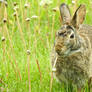 Eastern Cottontail Harvesting Dandelion Stalks