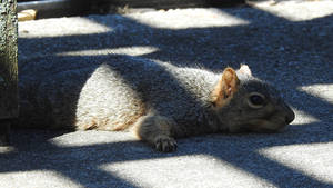 Fox Squirrel Sploot