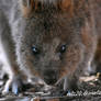 Quokka