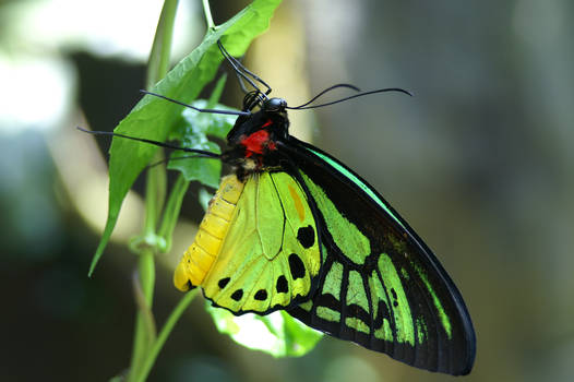 green butterfly