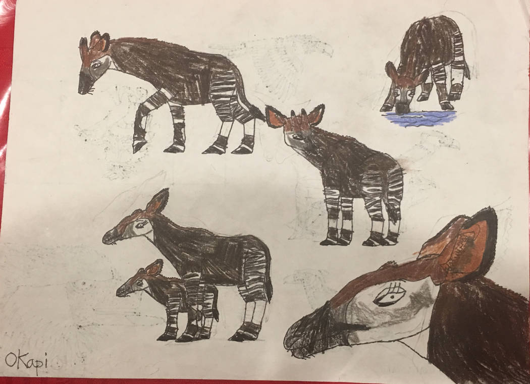 Okapi Sketch by TyThom1999 on DeviantArt