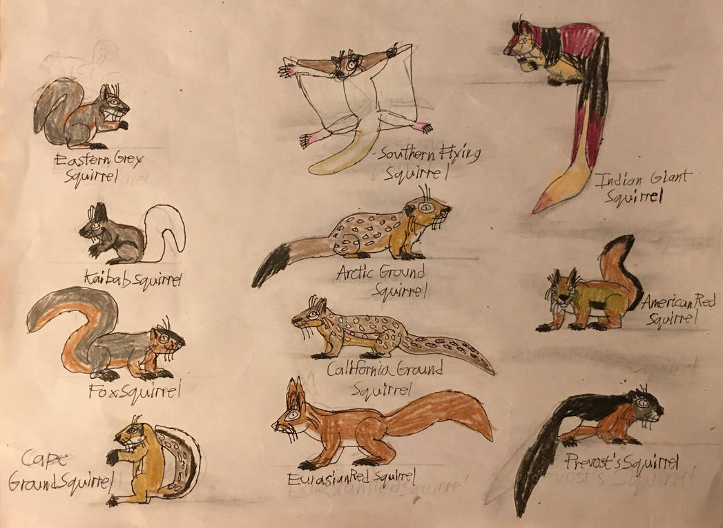 Squirrel Chart By TyThom1999 On DeviantArt squirrel-chart-by-tythom1999-on-deviantart