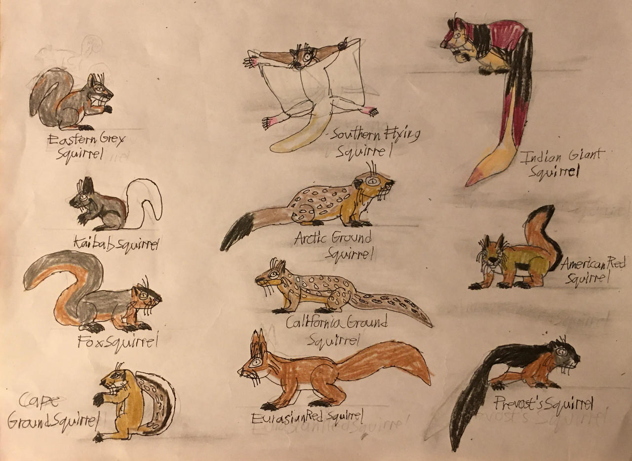 Squirrel Chart by TyThom1999 on DeviantArt