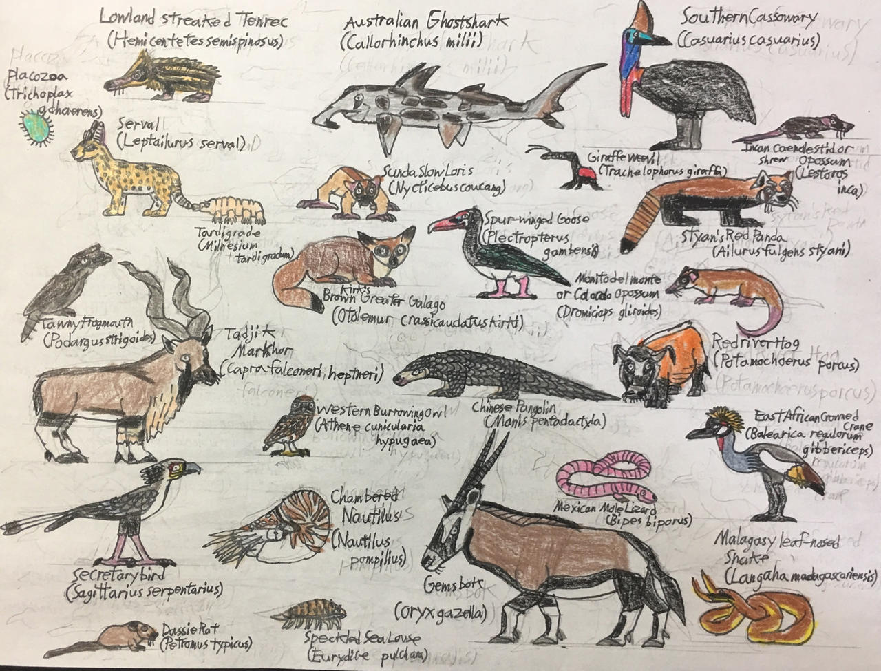 Lesser Known Animals Sketch#2 by TyThom1999 on DeviantArt