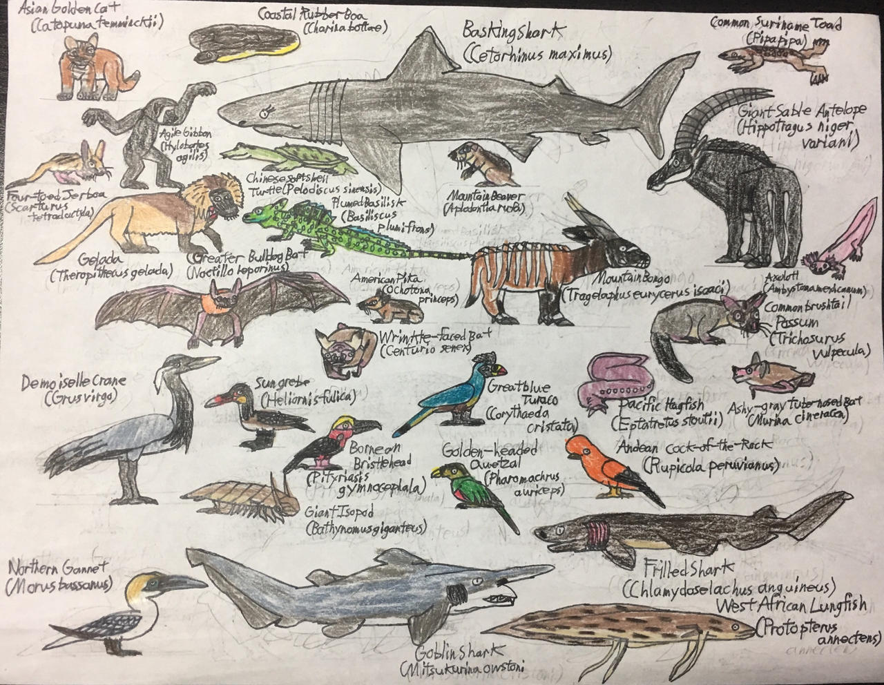 Lesser Known Animals Sketch #1 by TyThom1999 on DeviantArt