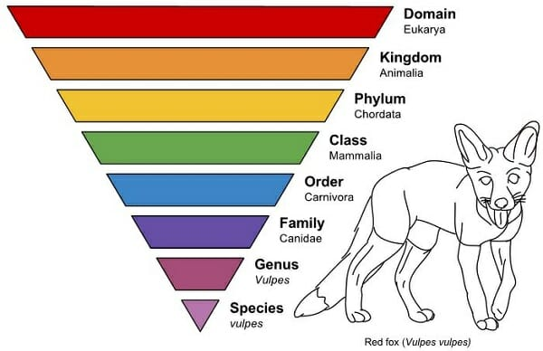 Animal Classification Help by TyThom1999 on DeviantArt