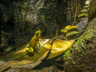 Poison Dart Frog