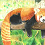 Red panda