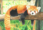Red panda by Danieljamieson