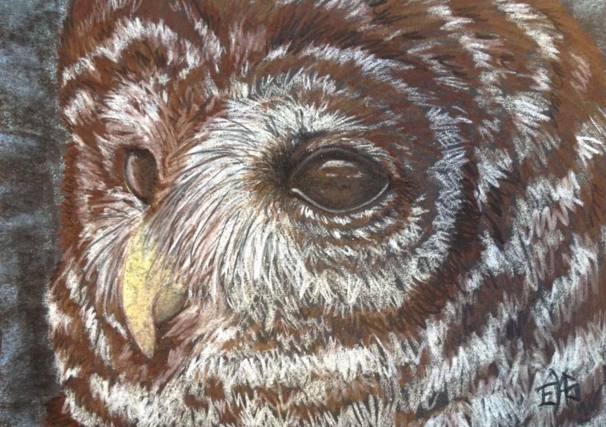 WaHooHoo the Barred Owl