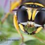 Square-headed Wasp - Ectemnius sp.