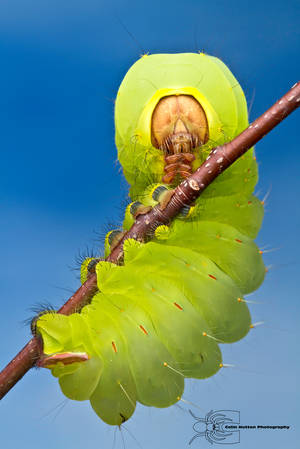 Polyphemus Caterpillar - Antheraea polyphemus by ColinHuttonPhoto
