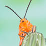 Passionflower Flea Beetle - Disonycha discoidea
