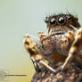 Jumping Spider - Habronattus elegans