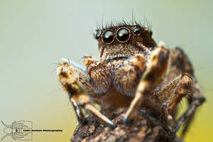 Jumping Spider - Habronattus elegans