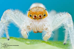 Jumping Spider - Hentzia mitrata