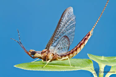 Common Burrower Mayfly - Hexagenia sp. by ColinHuttonPhoto
