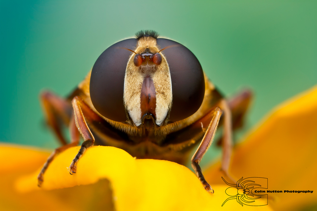 Syrphid Fly