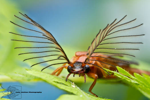 Glowworm - Phengodes sp.