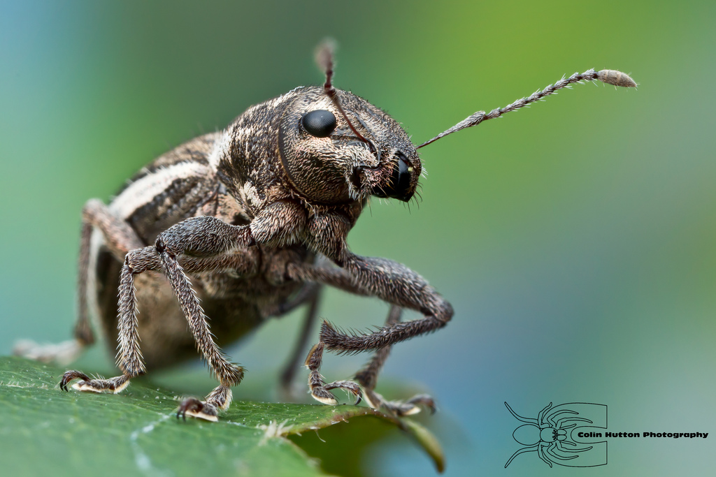 White-fringed Weevil - Naupactus sp.