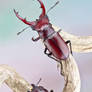 Giant Stag Beetles - Lucanus elaphus