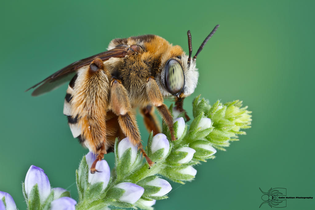 Long-horned Bee by ColinHuttonPhoto