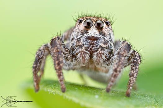 Jumping Spider - Habronattus sp.