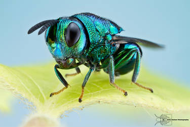 Chalcid Wasp - Euperilampus triangularis