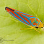 Red-banded leafhopper - Graphocephala coccinea