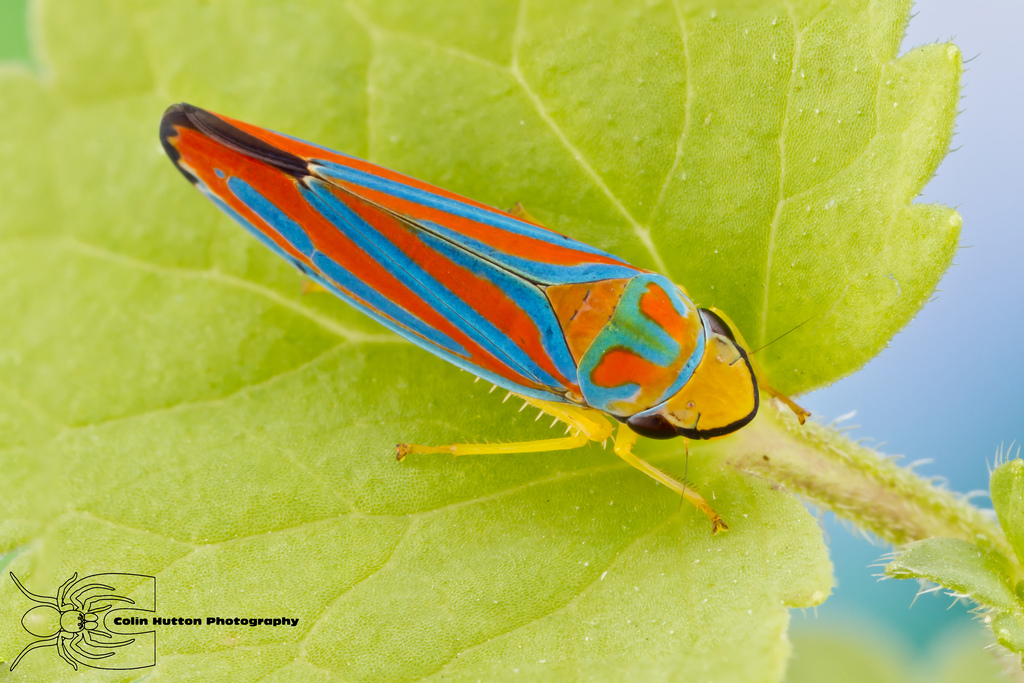 Red-banded leafhopper - Graphocephala coccinea